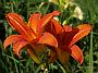Hemerocallis Bruno Müller